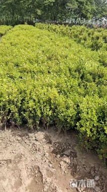 高度30厘米瓜子黄杨