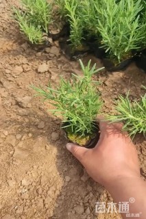 高度20厘米直立迷迭香