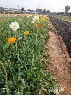 高度15厘米冰岛虞美人