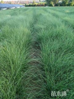 高度25厘米粉黛乱子草