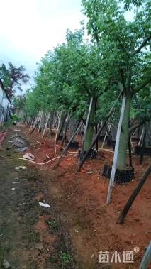 25公分大腹木棉