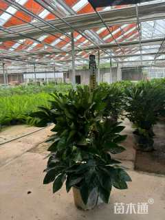 高度60厘米八角金盘