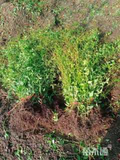 高度50厘米棣棠