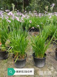 高度40厘米紫娇花