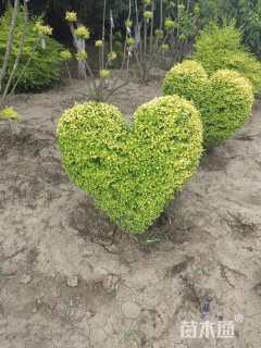 3公分造型亮晶女贞