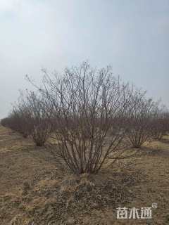 高度250厘米丛生紫薇