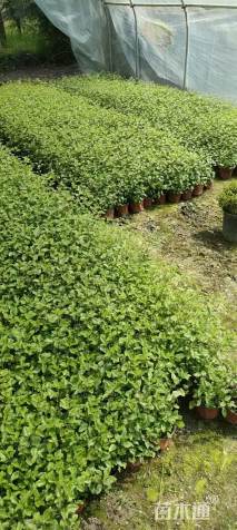 大杯苗樱桃鼠尾草