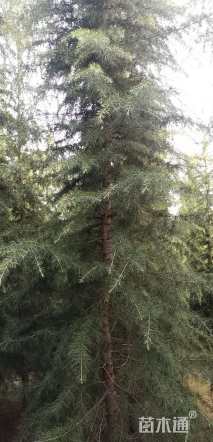 600厘米雪松