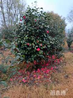 高度150厘米茶花