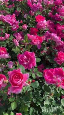 高度50厘米仙境月季