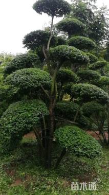 20公分造型小叶女贞