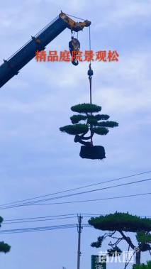 18公分造型黑松