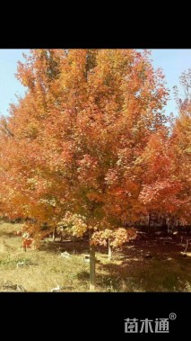 12公分美国红枫-十月光辉