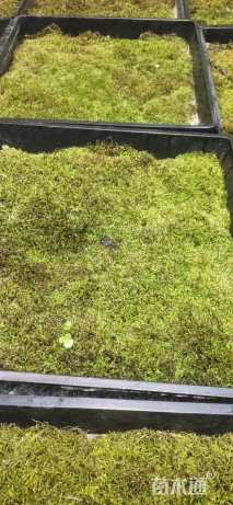 高度10厘米中华景天