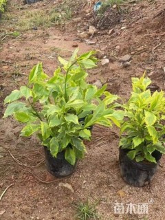 高度20厘米连翘小苗