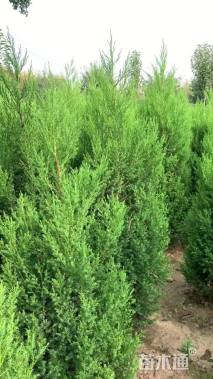 高度100厘米塔桧