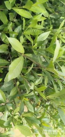 高度30厘米大叶栀子