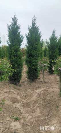 高度30厘米蜀桧