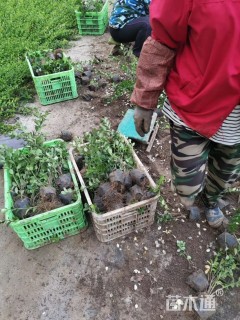 高度25厘米卫矛