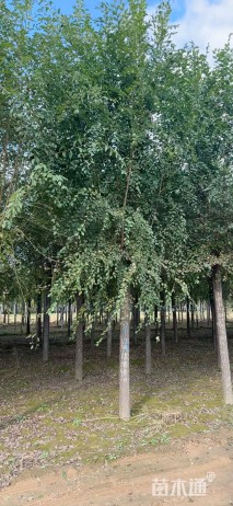 12公分白榆