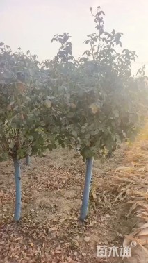 高度170厘米月季