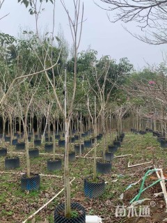 3公分紫花风铃木