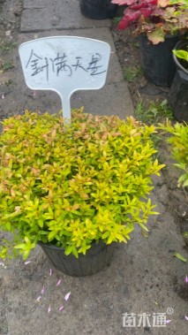 高度40厘米满天星