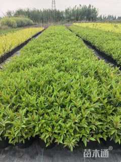 高度40厘米泽兰