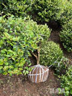 冠幅80厘米茶梅球