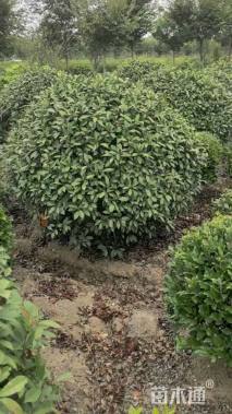 冠幅180厘米红叶石楠球