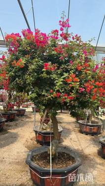 高度300厘米五雀三角梅