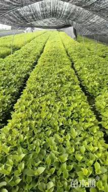 高度20厘米八仙花