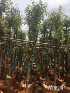 15公分红叶石楠