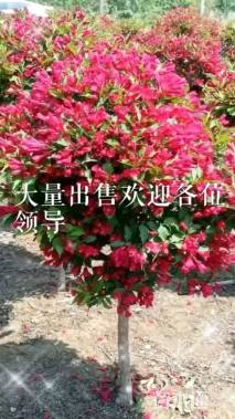 高度40厘米红王子锦带球