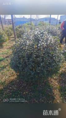 冠幅120厘米卫矛球