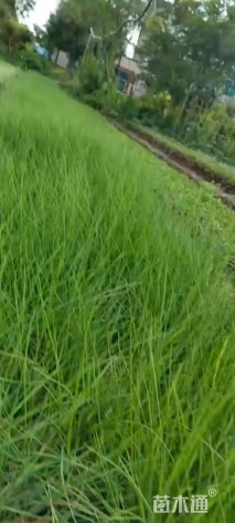 高度20厘米小兔子狼尾草