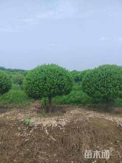 10公分高杆卫矛球