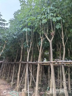 8公分红花风铃木