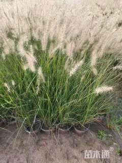 高度30厘米小兔子狼尾草