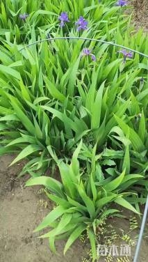 高度40厘米鸢尾