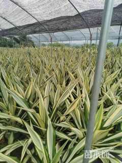 高度50厘米万年麻