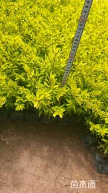 高度18厘米金叶满天星