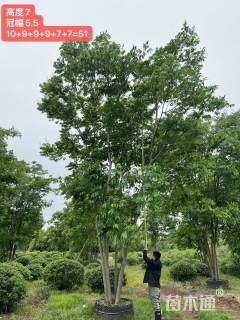 20公分(5杆)丛生无患子