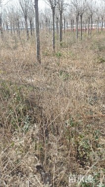 12公分金叶白蜡