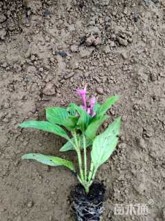 高度10厘米五星花