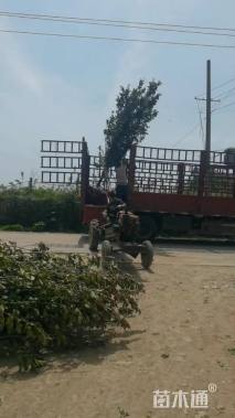 10公分西府海棠