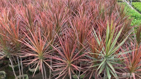 高度90厘米七彩马尾铁