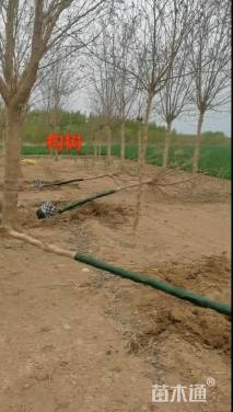 高度150厘米丛生西府海棠