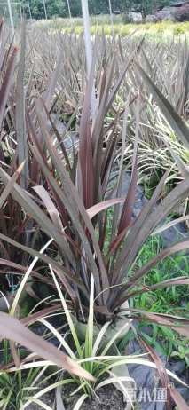 高度80厘米新西兰亚麻