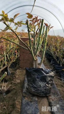 高度30厘米大花月季